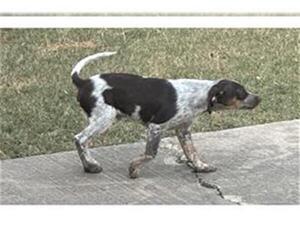 Mutt Dogs for adoption in San Antonio, TX, USA