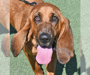 Bloodhound-Unknown Mix Dogs for adoption in Fernandina Beach, FL, USA