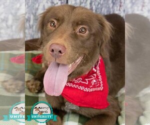 Retriever -Spaniel Mix Dogs for adoption in Kennesaw, GA, USA