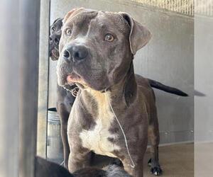 American Pit Bull Terrier-Unknown Mix Dogs for adoption in San Bernardino, CA, USA