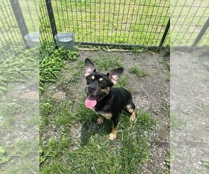Mutt Dogs for adoption in Abbeville, LA, USA