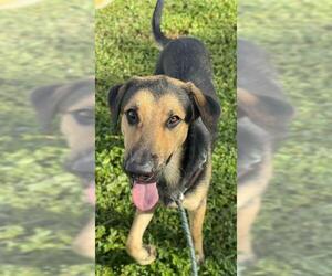 German Shepherd Dog-Unknown Mix Dogs for adoption in Fort Lauderdale, FL, USA