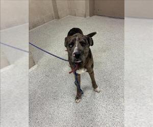 Catahoula Leopard Dog-Unknown Mix Dogs for adoption in Conroe, TX, USA
