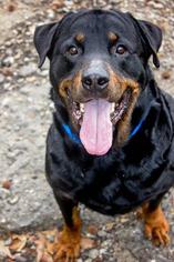 Rottweiler Dogs for adoption in Columbus, GA, USA