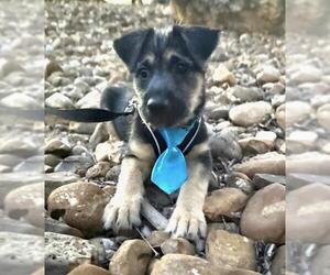 Labrador Retriever-Unknown Mix Dogs for adoption in San Antonio, TX, USA