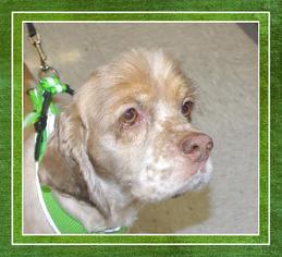 Cocker Spaniel Dogs for adoption in Longview, WA, USA