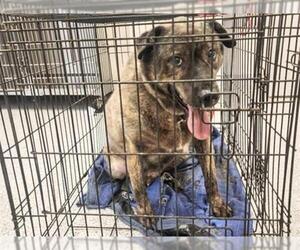 American Pit Bull Terrier-Unknown Mix Dogs for adoption in Houston, TX, USA