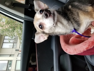 Chihuahua Dogs for adoption in Ridgefield, CT, USA