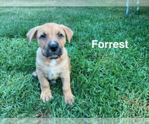 American Pit Bull Terrier-Unknown Mix Dogs for adoption in Rancho Cucamonga, CA, USA
