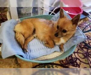 Medium Photo #1 Chiranian Puppy For Sale in Claremore, OK, USA