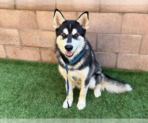 Siberian Husky-Unknown Mix Dogs for adoption in Moreno Valley, CA, USA