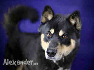 Akita Dogs for adoption in Rancho Cucamonga, CA, USA