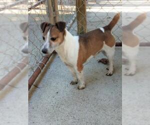 Jack Russell Terrier Dogs for adoption in Ellijay, GA, USA