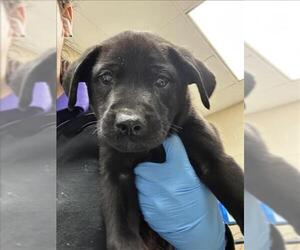 Labrador Retriever-Unknown Mix Dogs for adoption in Conroe, TX, USA