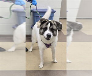Akita-Unknown Mix Dogs for adoption in Derwood, MD, USA