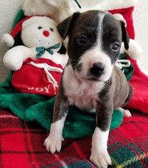 Medium Photo #1 Boxer-Unknown Mix Puppy For Sale in Stockton, CA, USA