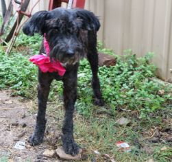 Medium Photo #1 Mutt Puppy For Sale in Bandera, TX, USA