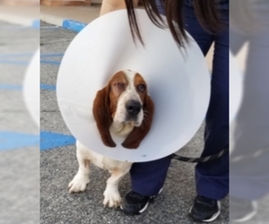 Basset Hound Dogs for adoption in Dana Point, CA, USA