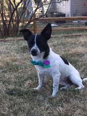Rat Terrier Dogs for adoption in Aurora, CO, USA