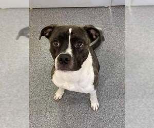 American Pit Bull Terrier-Unknown Mix Dogs for adoption in Low Moor, VA, USA