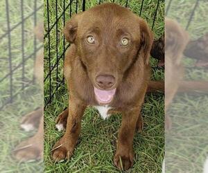 Spanador Dogs for adoption in Pembroke, GA, USA