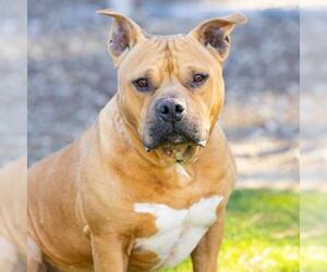 American Staffordshire Terrier Dogs for adoption in Camarillo, CA, USA