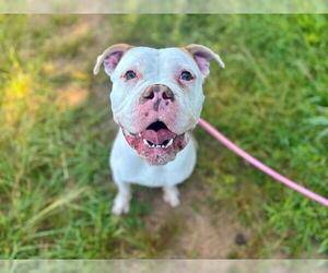 American Bulldog Dogs for adoption in Charlotte, NC, USA