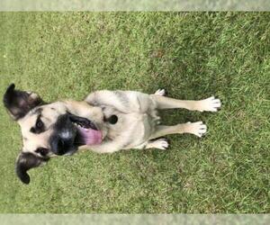 Black Mouth Cur-German Shepherd Dog Mix Dogs for adoption in Rocky Point, NC, USA