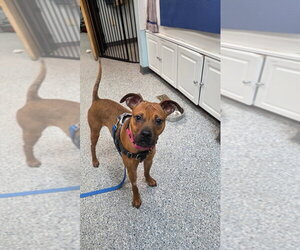 Boxer-Unknown Mix Dogs for adoption in Sayreville, NJ, NJ, USA