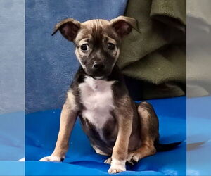 Chihuahua-Unknown Mix Dogs for adoption in Royal Palm Beach, FL, USA