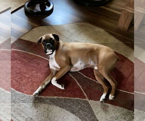 Boxer Dogs for adoption in Woodbury, MN, USA