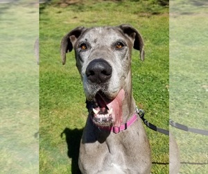 Great Dane Dogs for adoption in Social Circle, GA, USA