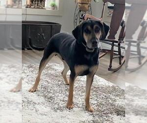 Black and Tan Coonhound-Labrador Retriever Mix Dogs for adoption in Shelburne, VT, USA