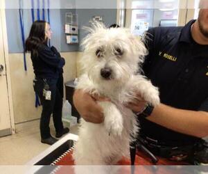 Mutt Dogs for adoption in Riverside, CA, USA