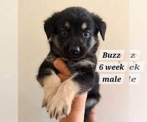 Chihuahua-Unknown Mix Dogs for adoption in Virginia Beach, VA, USA