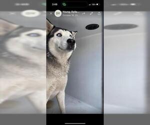 Siberian Husky Dogs for adoption in Houston, TX, USA