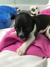 Border Terrier Dogs for adoption in Freeport, FL, USA