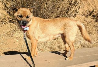 Mutt Dogs for adoption in Carlsbad, CA, USA