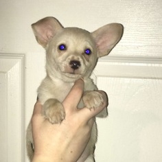 Small Chihuahua Mix