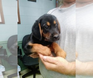 Black and Tan Coonhound Dogs for adoption in Clarkesville, GA, USA