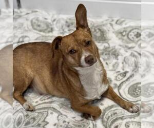 Chihuahua Dogs for adoption in San Diego, CA, USA
