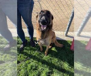 Mutt Dogs for adoption in Bakersfield, CA, USA