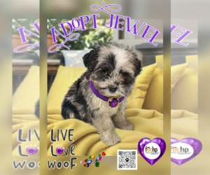 Shih Tzu Dogs for adoption in Menifee, CA, USA