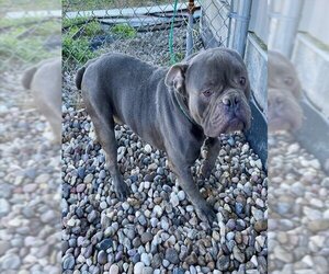Medium Photo #1 Bulldog Puppy For Sale in Rosenberg, TX, USA
