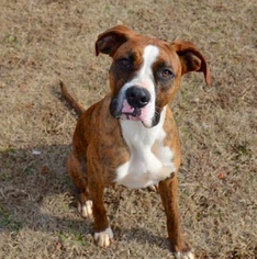 Boxer Dogs for adoption in Brownsboro, AL, USA
