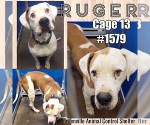 American Bulldog Dogs for adoption in Greenville, TX, USA