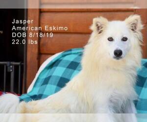 American Eskimo Dog Dogs for adoption in Bon Carbo, CO, USA