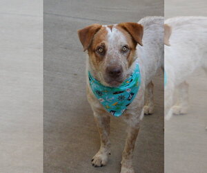 Mutt Dogs for adoption in McKinney, TX, USA