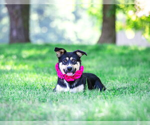 Red Heeler-Unknown Mix Dogs for adoption in Unionville, PA, USA