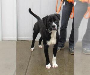 Bearded Collie-Great Pyrenees Mix Dogs for adoption in Louisville, KY, USA